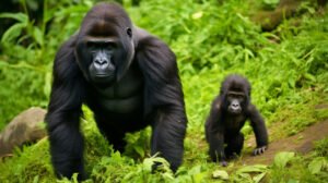 Gorillas in Rwanda